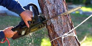 How Our Tree Care Process Works  in  Swede Heaven, WA